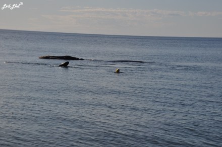 8 baleine nage 2 (3)