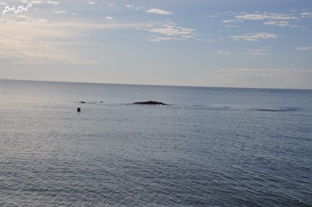 8 baleine nage 2 (4)