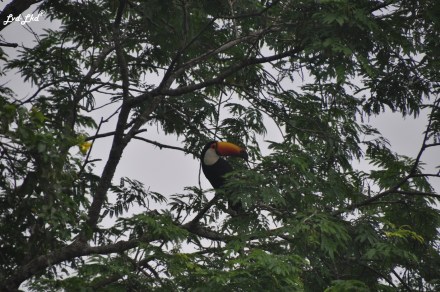 8 toucan (2)