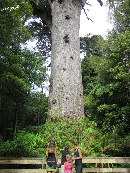 3 Tane Mahuta (1)