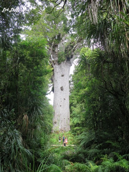 3 Tane Mahuta (2)