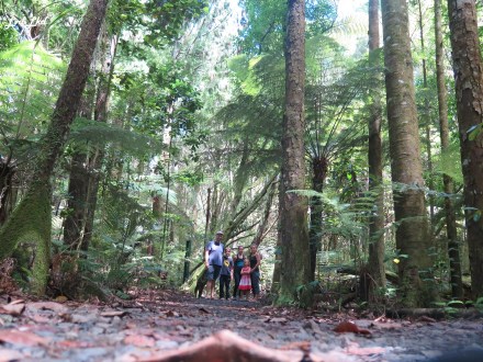 5 kauri forest (1)
