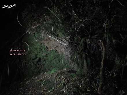 8 Dell Glow Worms (2)