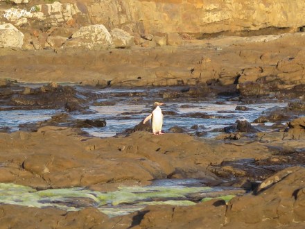 4 manchots antipodes (3)