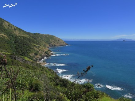 7 péninsule coromandel (5)