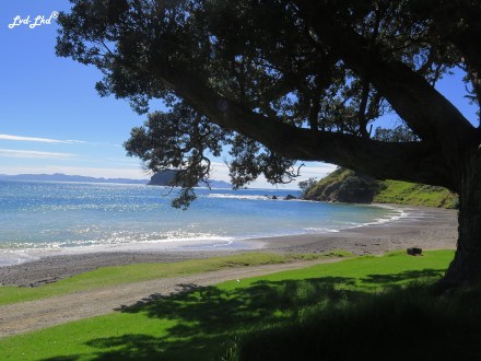 7 péninsule coromandel (6)