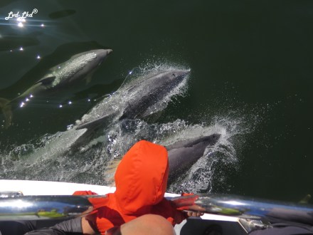 8 dauphins milford (2)