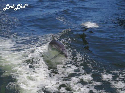 8 dauphins milford (3)