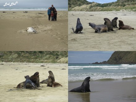 9 Cannibal beach (1)