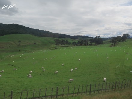 3 champs hobbiton (2)