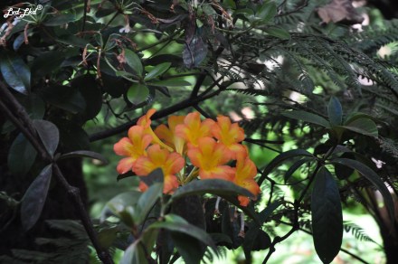 4 royal botanic garden (4)