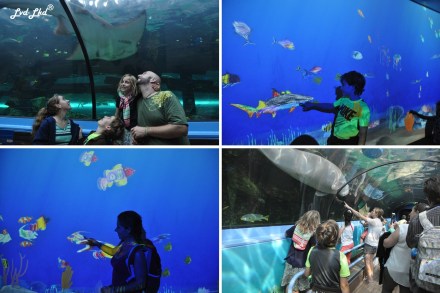 6 Aquarium Sydney (5)