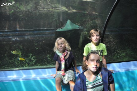 6 Aquarium Sydney (6)