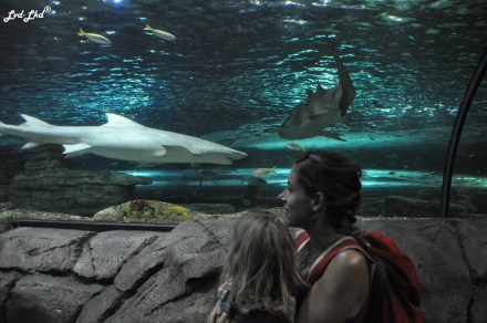 6 Aquarium Sydney (8)