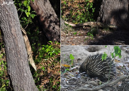3 lezard monitor et deepwater (1)