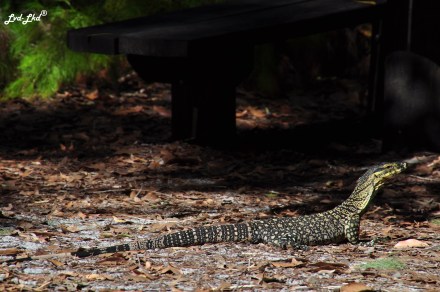 4 McKenzie Lake et Rute (1)