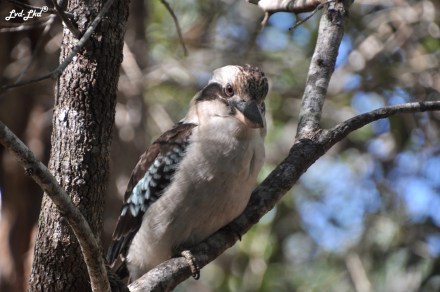 4 McKenzie Lake et Rute (2)