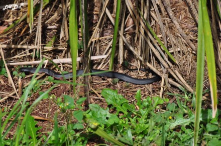 4 Settlement campground setup (1)