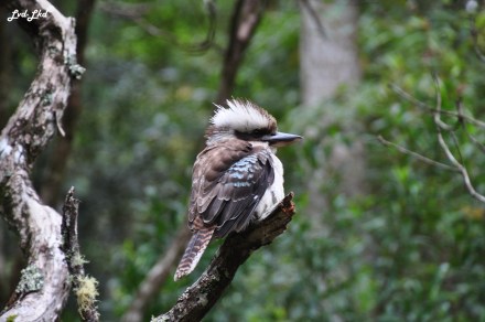 5 springbrook falls (1)