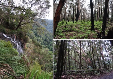 5 springbrook falls (2)