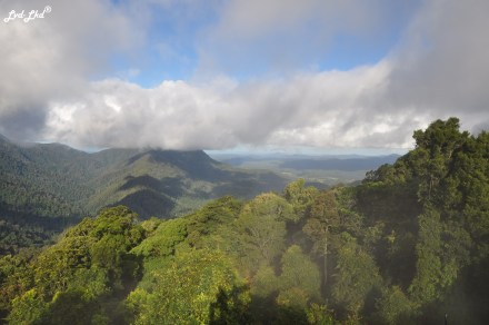 6 Dorrigo Rainforest (2)