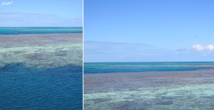 6 plateforme great reef (1)
