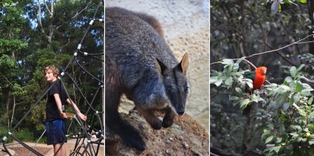 7 blackbutt reserve (1)