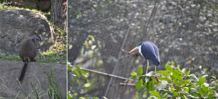 7 blackbutt reserve (3)