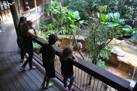 7 blackbutt reserve (5)