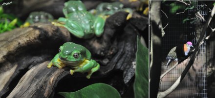 7 blackbutt reserve (7)