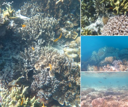 8 snorkeling (1)