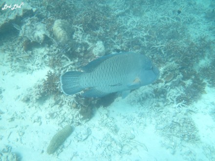 8 snorkeling (19)