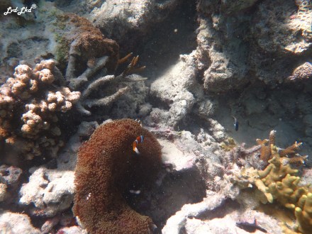 8 snorkeling (3)