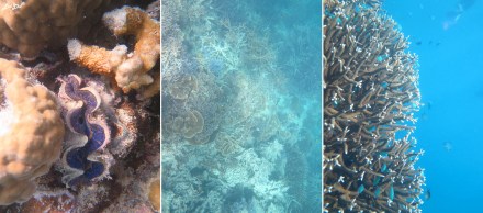 8 snorkeling (4)