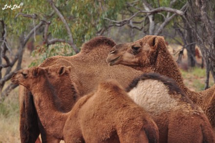 9 dromadaires (3)