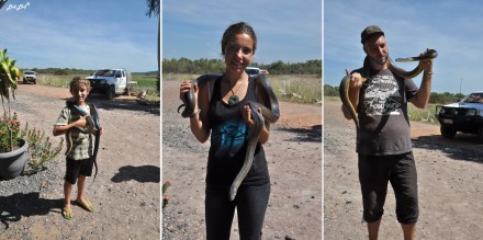 1 jumping crocodile (1)