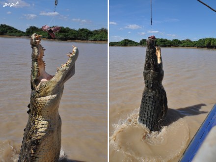 1 jumping crocodile (13)