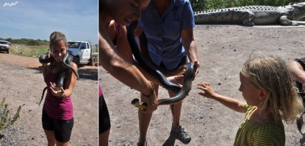 1 jumping crocodile (2)