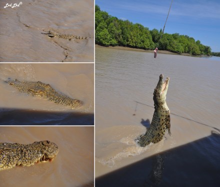 1 jumping crocodile (6)