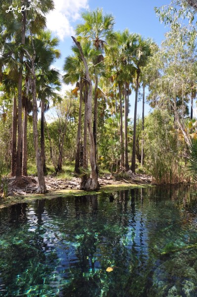 2 bitter springs (2)