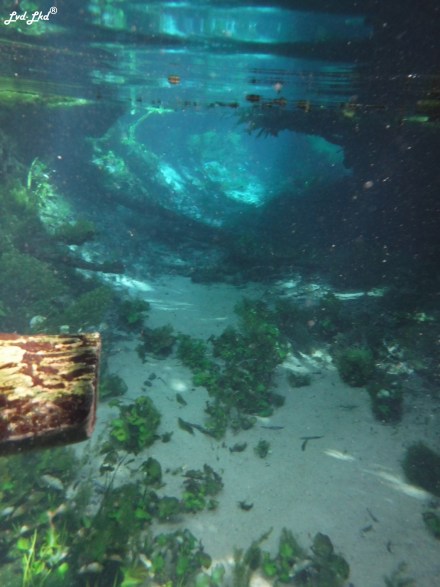 2 bitter springs (7)