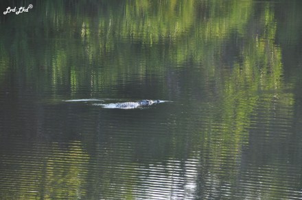 4 crocodile kakadu (2)