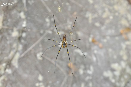 5 Nourlangie Kakadu (4)