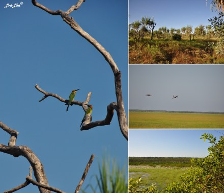 6 Mamukala Kakadu (3)