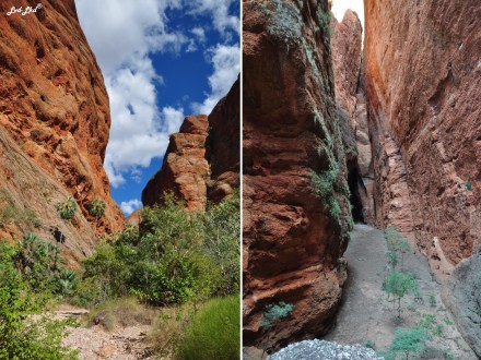 7 mini palms spring (2)