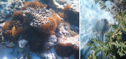 6 oyster stacks ningaloo reef (2)