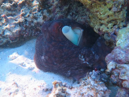 6 oyster stacks ningaloo reef (4)