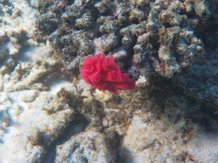 6 oyster stacks ningaloo reef (5)