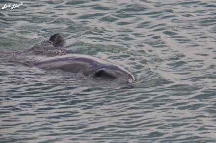 1 dauphins monkex mia (2)