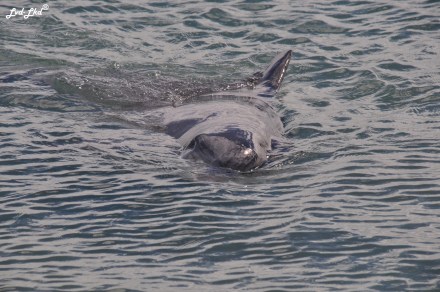 1 dauphins monkex mia (3)